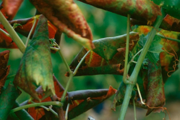 Bien lutter contre le bois noir pour venir à bout de la flavescence dorée