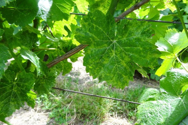 Du nouveau contre le dépérissement du vignoble
