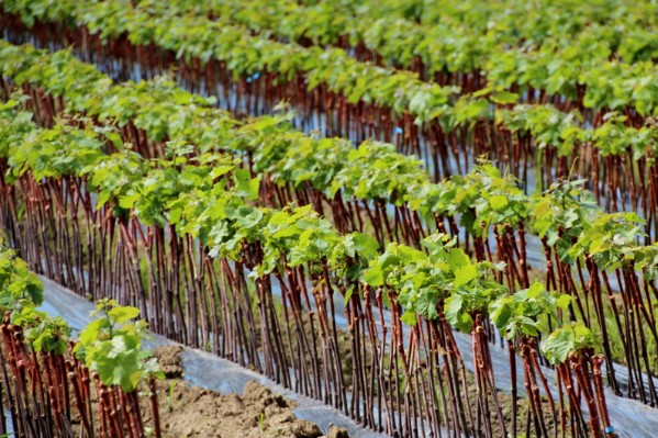 Tous les pépiniéristes vont-ils pouvoir produire des plants de vigne bio ?