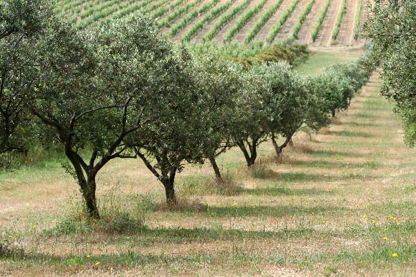 L'olivier, un complément de revenus aléatoire pour la vigne
