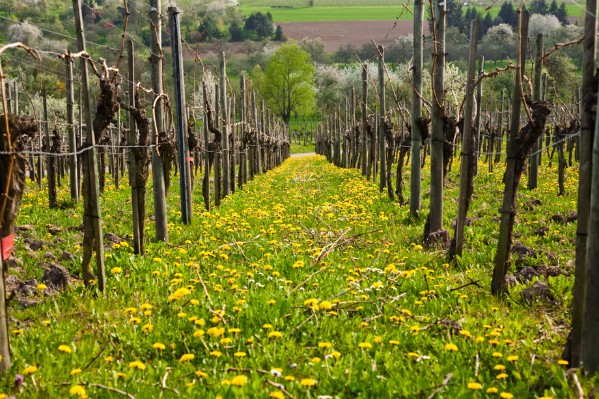 Plus d’arrêts que de nouvelles conversions à la viticulture bio en 2023 ?