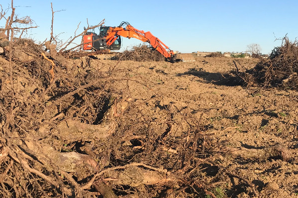 Déjà 113 vignerons bordelais candidats à l’arrachage sanitaire de 852 ha