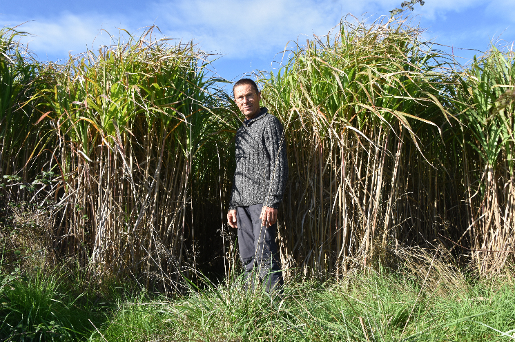 Le domaine de la Gachère produit du miscanthus pour pailler le cavaillon et se passer d'herbicides