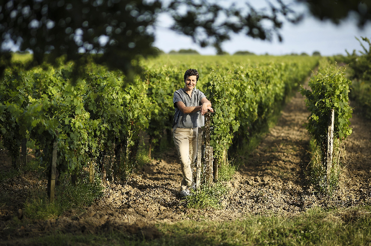 Rendements catastrophiques dans les vignes : 