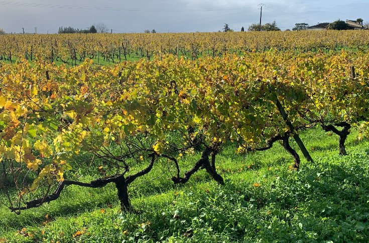 Défiscalisation déplafonnée de la transmission des vignobles familiaux