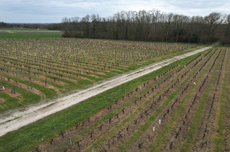 Top départ pour transformer les PGE en prêts bonifiés dans le vignoble