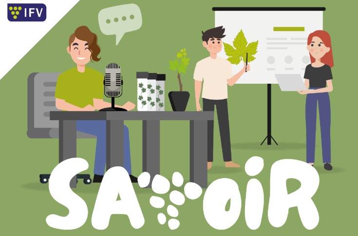 L’Institut français de la vigne et du vin s’essaye au podcast