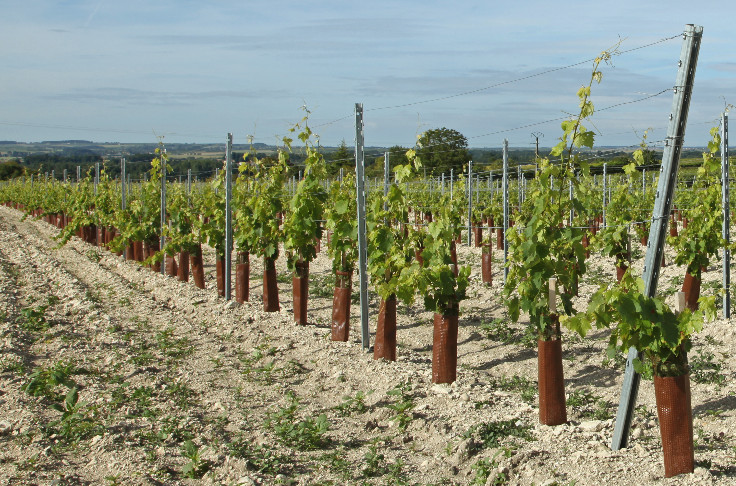 Fin des jeunes vignes éponges à Cognac
