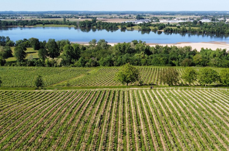 Les vins de Loire prennent en main leur trajectoire carbone