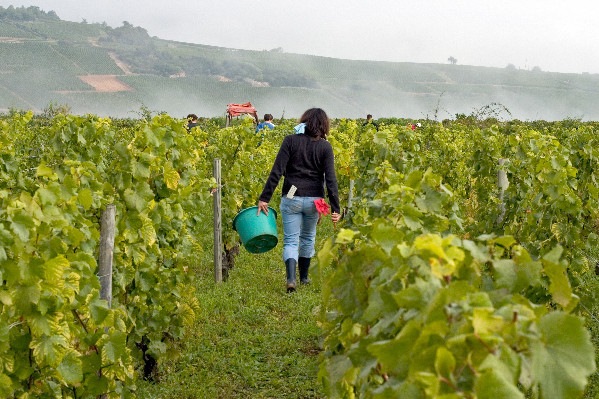 L’aide aux saisonniers viticoles conditionnée au repos hebdomadaire et à un logement digne