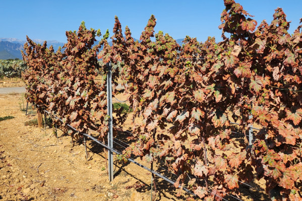 La cicadelle lance-flammes débarque dans les vignes de Provence