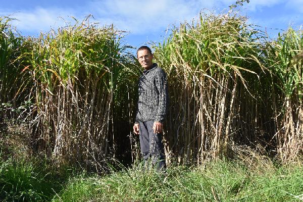 Le domaine de la Gachère produit du miscanthus pour pailler le cavaillon et se passer d'herbicides