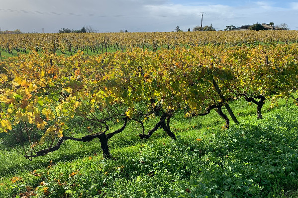 Défiscalisation déplafonnée de la transmission des vignobles familiaux