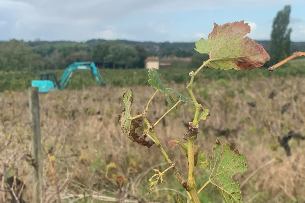 27 451 ha de vignes à arracher définitivement, 40 millions € à réaffecter et un arrachage temporaire à négocier