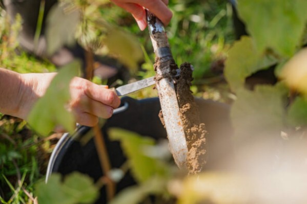 1,6 million d'euros pour régénérer les microbiotes des sols viticoles