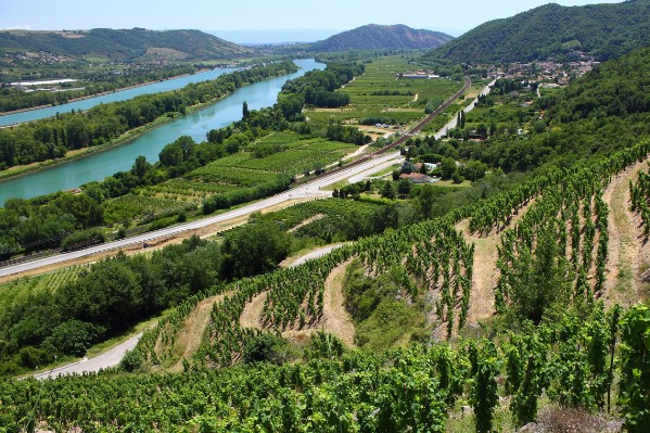 De nouveaux cépages dans les vins des Côtes-du-Rhône