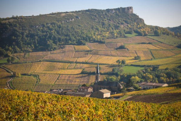 La flavescence dorée mieux captée dans les vignes