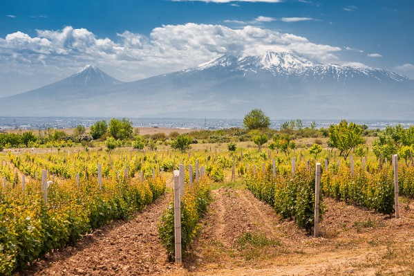 3 nouveaux cépages au catalogue des vignes françaises