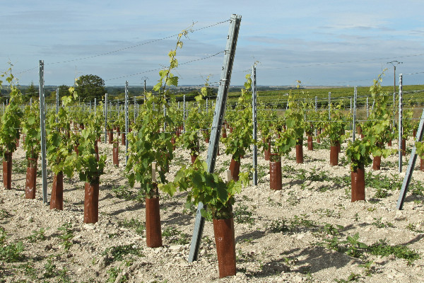 Fin des jeunes vignes éponges à Cognac