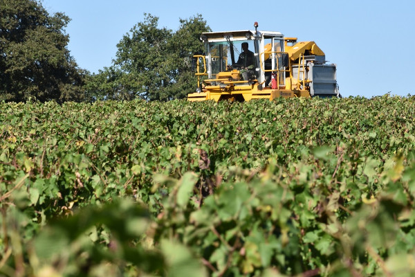 -50 % de cotisations pour les vignobles en difficulté