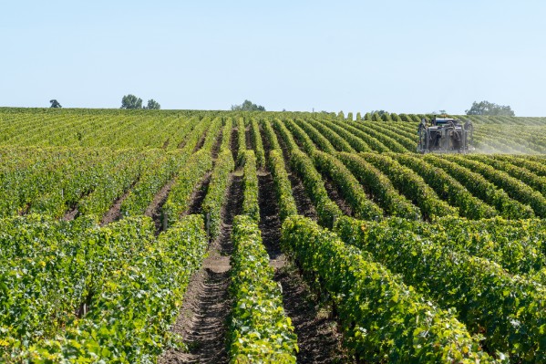 600 viticulteurs confrontent leurs pratiques phytos