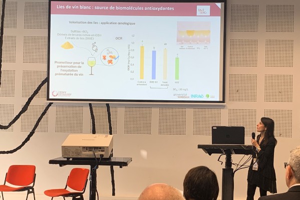 Des lies de vin blanc comme nouveaux produits œnologiques