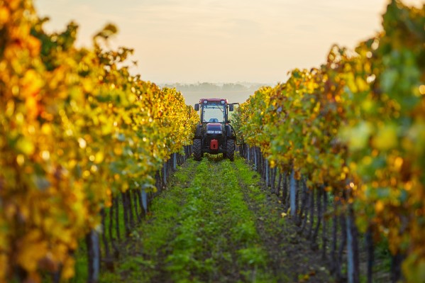 L'IFV en quête de la filière vin de demain