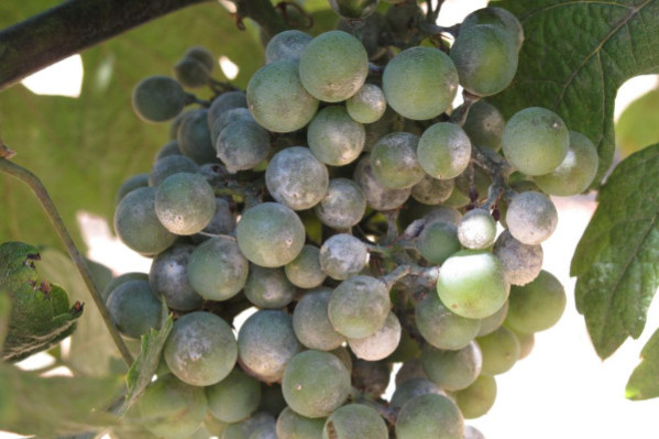 Une nouvelle matière active contre l’oïdium et le black-rot dans les vignes