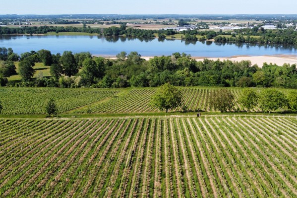 Les vins de Loire prennent en main leur trajectoire carbone