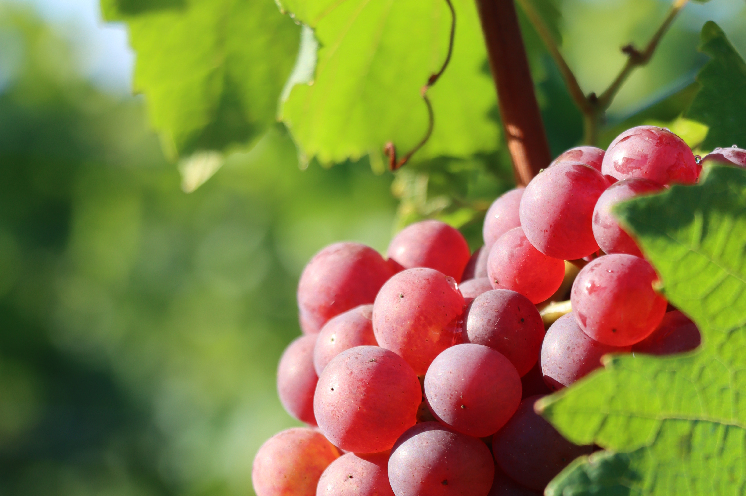 Nouveau cépage en AOC Champagne : le chardonnay rose