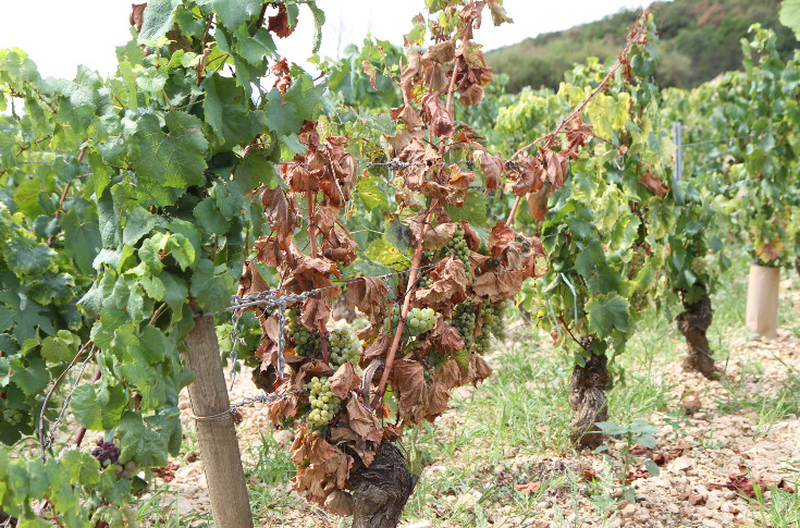 Les vins de Bourgogne se prennent le mur de la rentabilité : 