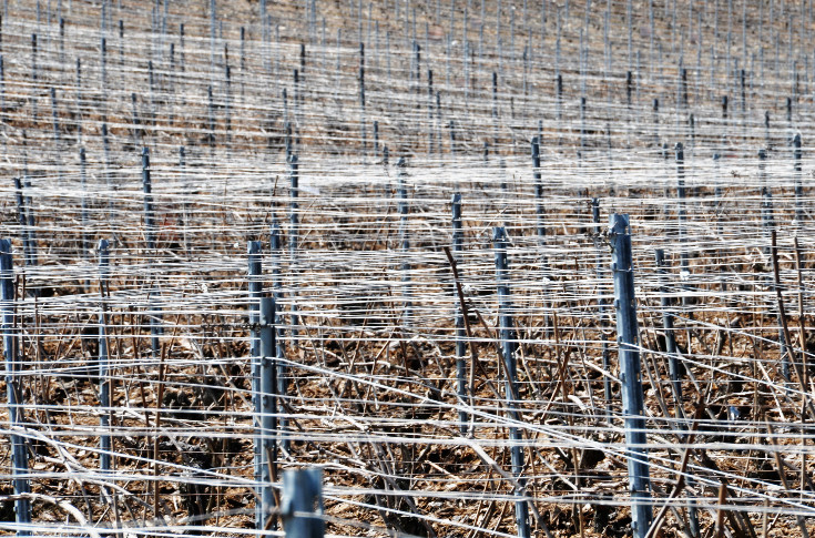 2,5 tonnes de piquets volés et retrouvés dans les vignes de Cognac : 