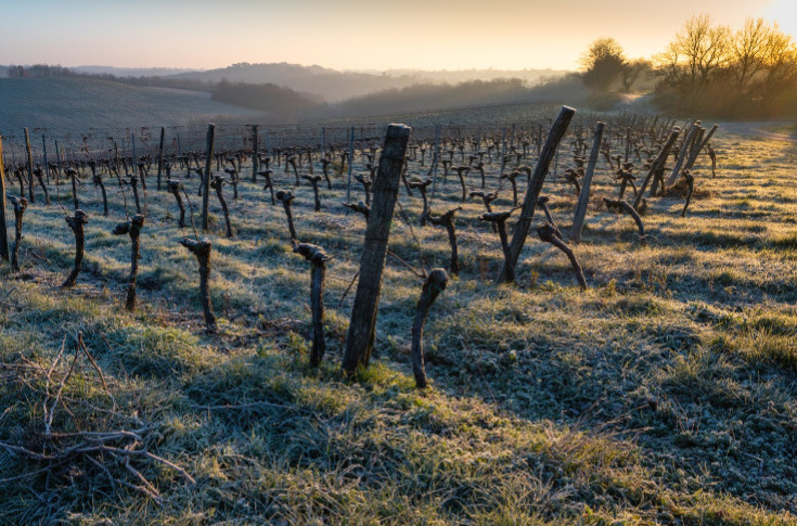 35 000 ha de vignes à arracher et à financer : 