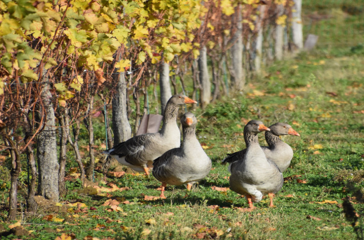 Ces oies contrôlent l'herbe dans les vignes mais aussi les vers de la grappe