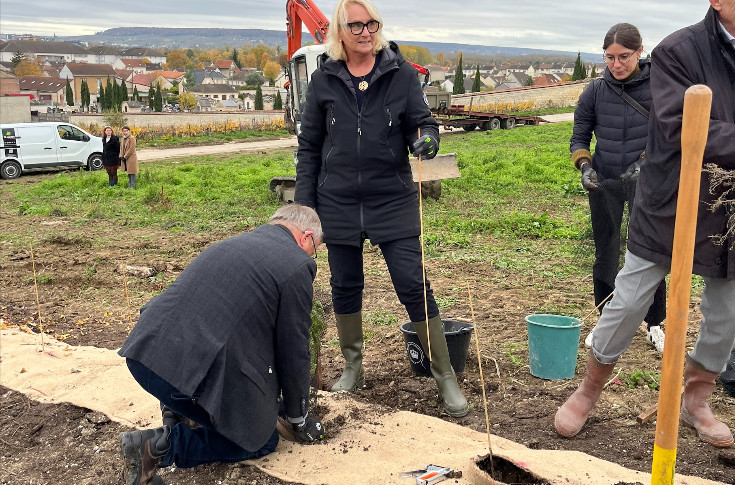 Moët & Chandon plante 80 kms de haies : 