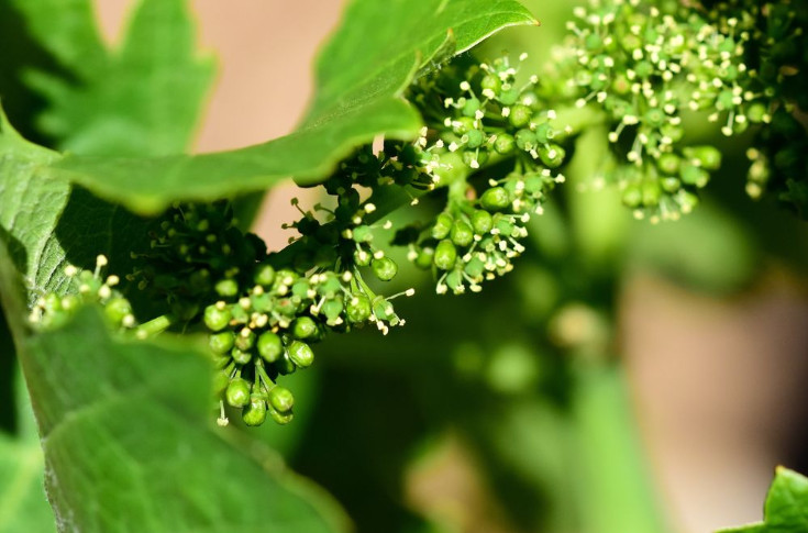 3 nouveaux biostimulants pour la vigne : Philagro se lance