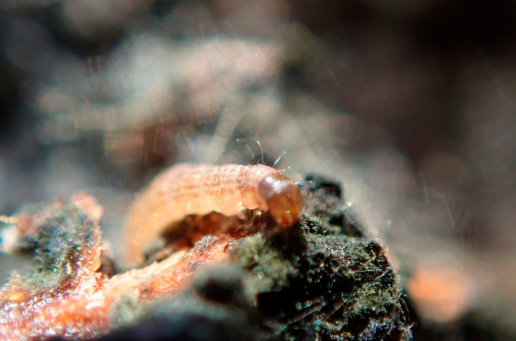 Nouveau ravageur dans les vignes bordelaises : Cryptoblabes détecté pour la première fois
