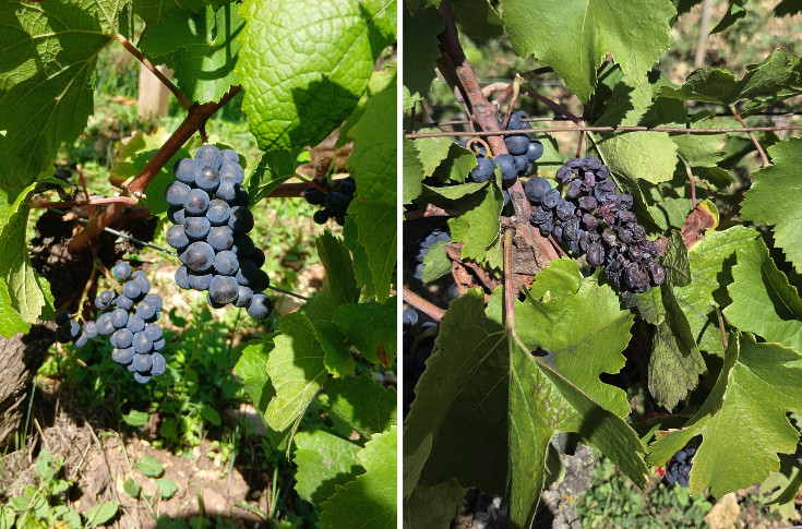 Les parapluies anti-mildiou commencent à faire leurs preuves contre la grillure des vignes