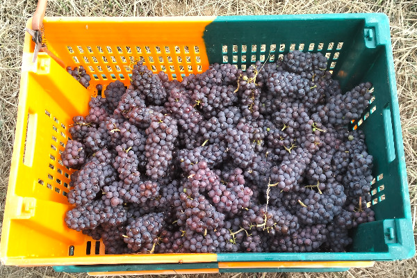 Quand le climat pousse les vignerons à devenir négociants