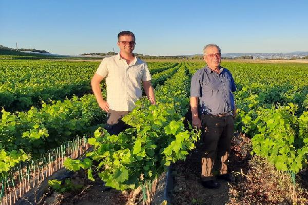 'La paraffine a tellement chauffé qu'elle a cramé les bourgeons' Dans le Sud, mieux vaut éviter les plantations tardives 