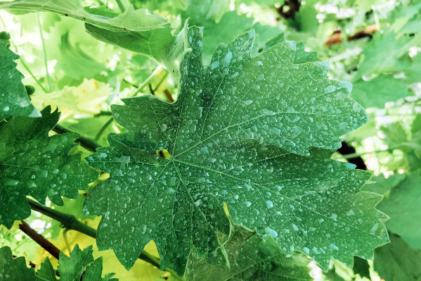 'La viticulture se retrouve dans une impasse par décision de l’administration française'