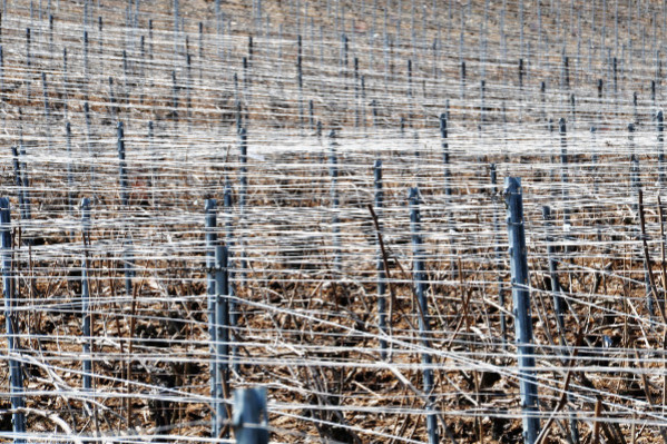 2,5 tonnes de piquets volés et retrouvés dans les vignes de Cognac : 