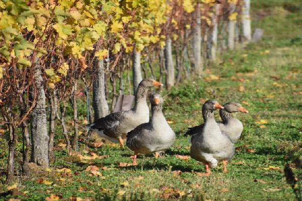 Ces oies contrôlent l'herbe dans les vignes mais aussi les vers de la grappe