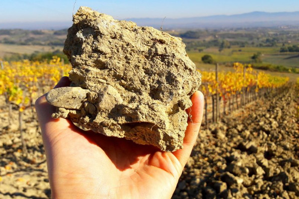 Des bactéries pour régénérer les sols viticoles