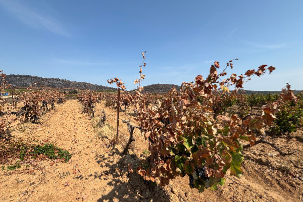 Une eau-de-vie des Corbières symbole de résilience après le feu