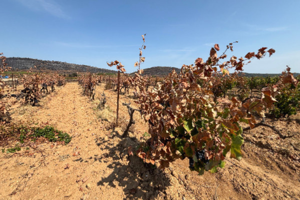 Corbières brandy symbolises the region’s resilience after last summer’s wildfire