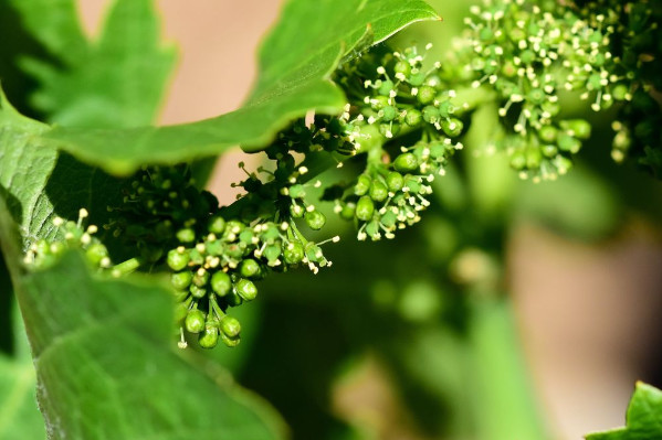 3 nouveaux biostimulants pour la vigne : Philagro se lance