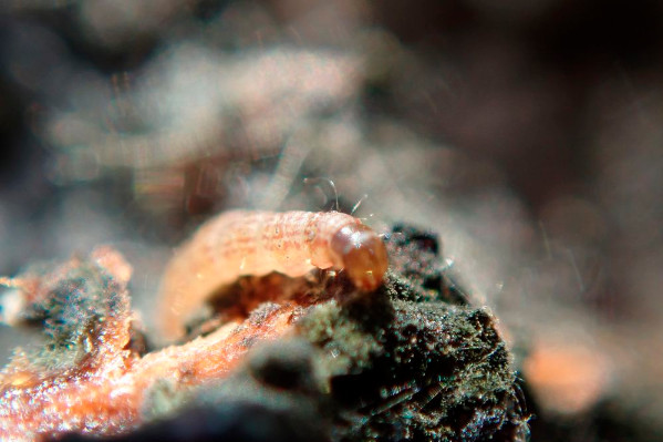 Nouveau ravageur dans les vignes bordelaises : Cryptoblabes détecté pour la première fois