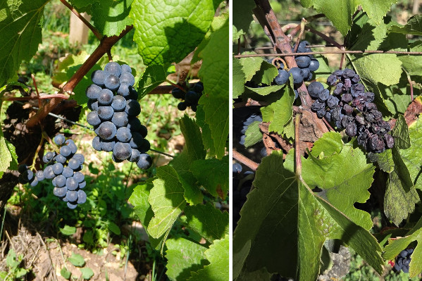 Les parapluies anti-mildiou commencent à faire leurs preuves contre la grillure des vignes
