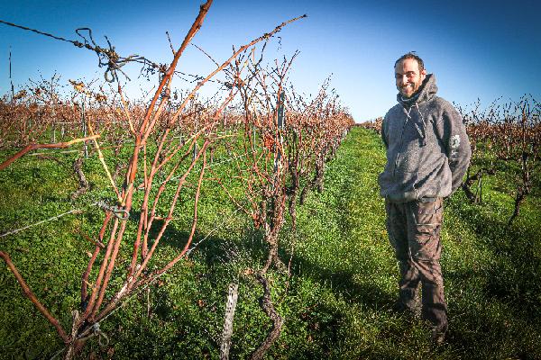 Les vignerons reviennent à la taille courte pour faire des économies